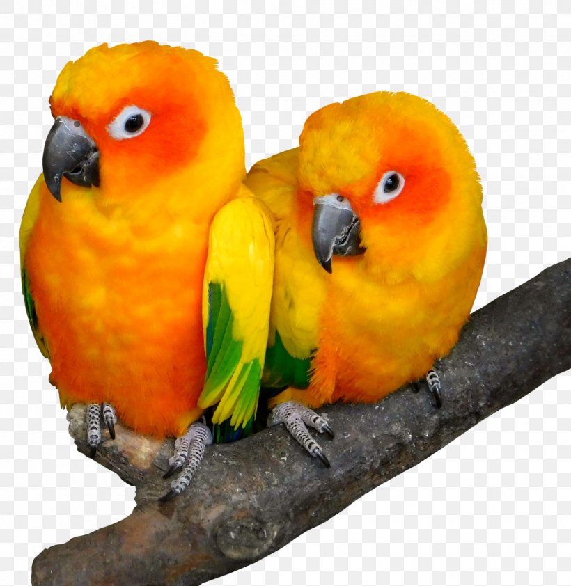 Lovebird Cockatoo Beak Parrots, PNG, 1246x1280px, Bird, Beak, Cockatoo, Common Pet Parakeet, Dog Download Free