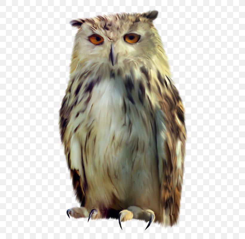 Little Owl Bird, PNG, 561x800px, Owl, Apng, Beak, Bird, Bird Of Prey Download Free