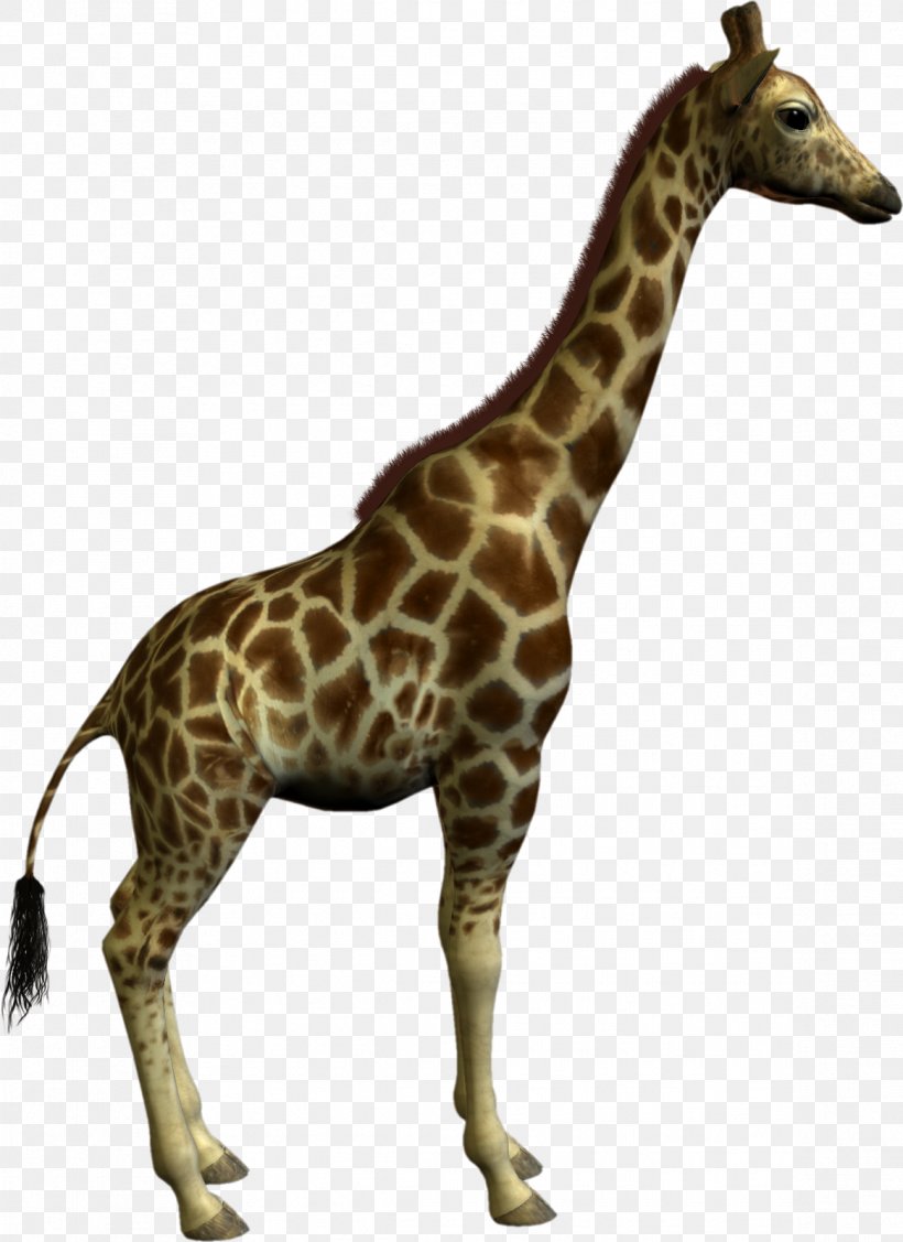 Northern Giraffe Clip Art, PNG, 1164x1600px, Northern Giraffe, Animal, Animal Figure, Computer Graphics, Fauna Download Free