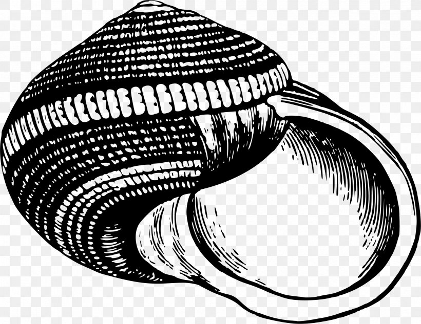 Seashell Gastropod Shell Snail, PNG, 2399x1853px, Seashell, Automotive Tire, Black And White, Caracol, Color Download Free