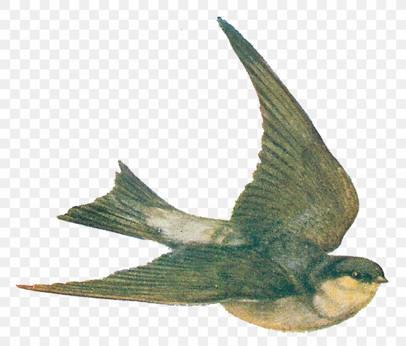 Swallow Bird Drawing Clip Art, PNG, 1589x1356px, Swallow, Animal, Art, Beak, Bird Download Free