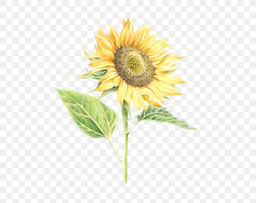 Watercolor Painting Drawing Image Common Sunflower Clip Art, PNG, 560x652px, Watercolor Painting, Annual Plant, Asterales, Botany, Common Sunflower Download Free