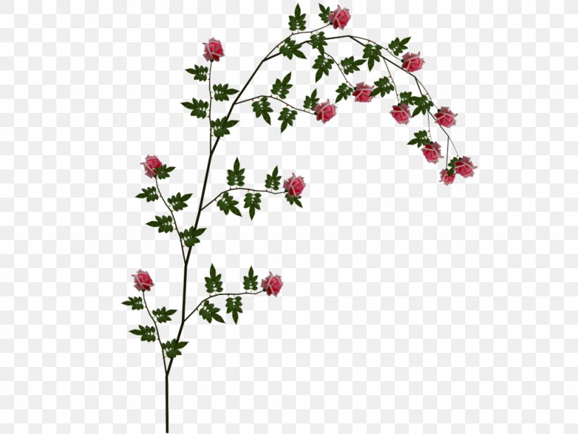 Beach Rose Vine Clip Art, PNG, 1024x768px, Beach Rose, Blossom, Branch, Cut Flowers, Flora Download Free