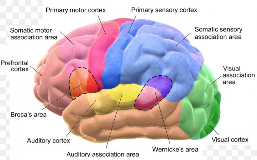 Cerebral Cortex Broca's Area Lobes Of The Brain Wernicke's Area, PNG, 1709x1069px, Watercolor, Cartoon, Flower, Frame, Heart Download Free