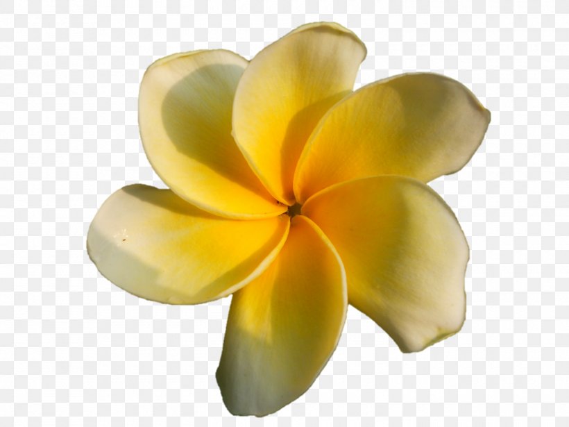 Petal Cut Flowers, PNG, 1500x1125px, Petal, Cut Flowers, Flower, Plant, Yellow Download Free