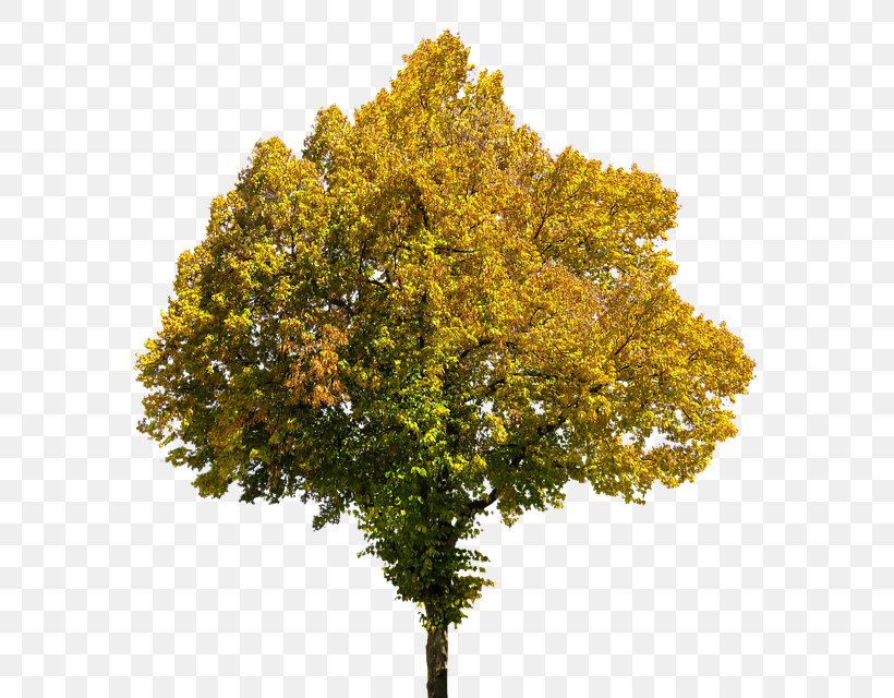 Image Clip Art Photograph Tree, PNG, 639x640px, Tree, Autumn, Book, Branch, Deciduous Download Free