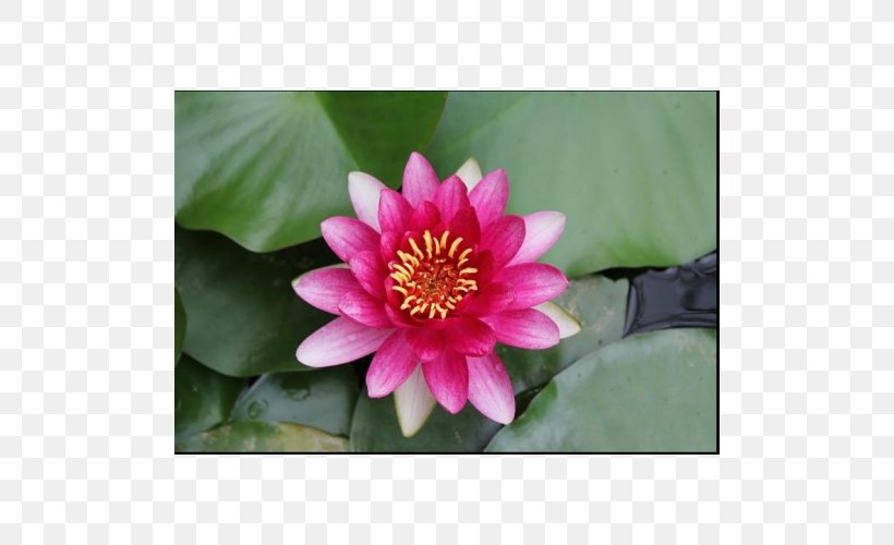 Water Lilies Garden Lake Proteales Koi, PNG, 500x500px, Water Lilies, Annual Plant, Aquatic Plant, Aquatic Plants, Daisy Family Download Free