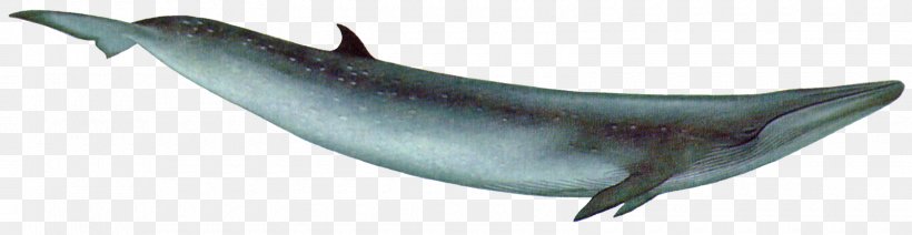 Common Bottlenose Dolphin Tucuxi Porpoise Rorqual Right Whales, PNG, 1600x414px, Common Bottlenose Dolphin, Animal Figure, Balaenidae, Baleen Whale, Blue Whale Download Free