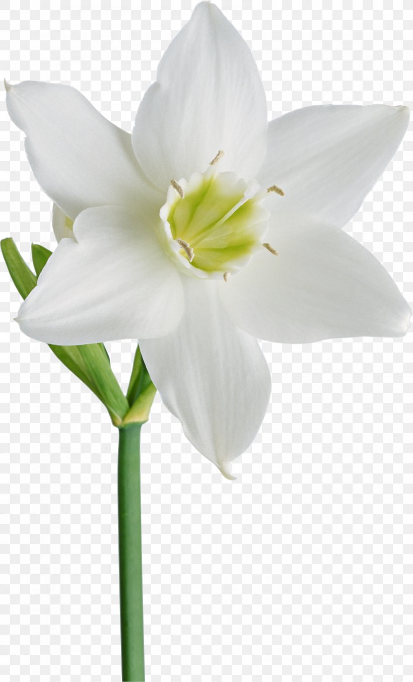 Flower Daffodil Albom Clip Art, PNG, 1674x2766px, Flower, Albom, Amaryllis Belladonna, Amaryllis Family, Cut Flowers Download Free