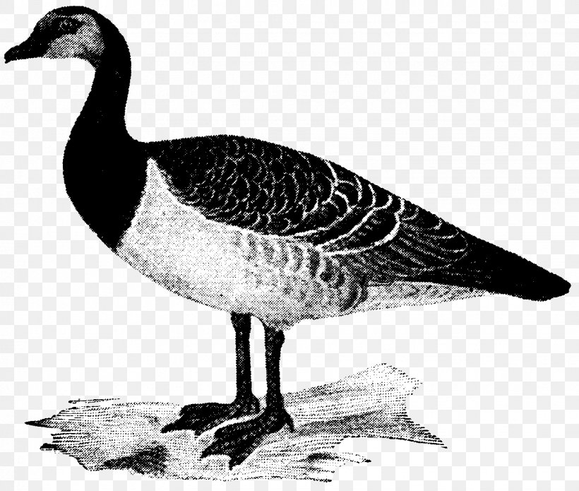 Goose Duck Bird Waterfowl Anatidae, PNG, 1438x1220px, Goose, Anatidae, Animal, Anseriformes, Beak Download Free