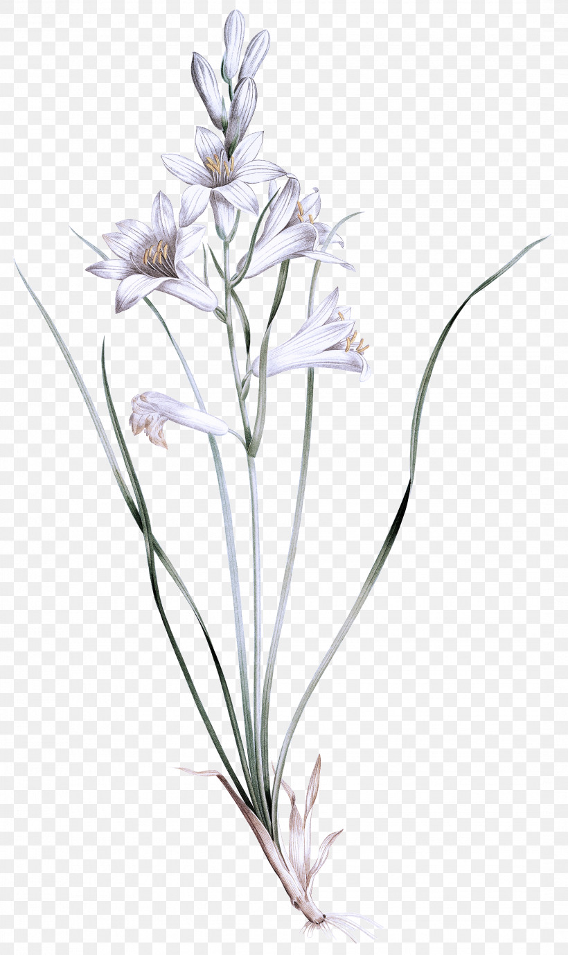 Lavender, PNG, 2141x3600px, Plant Stem, Biology, Flora, Flower, Grasses Download Free