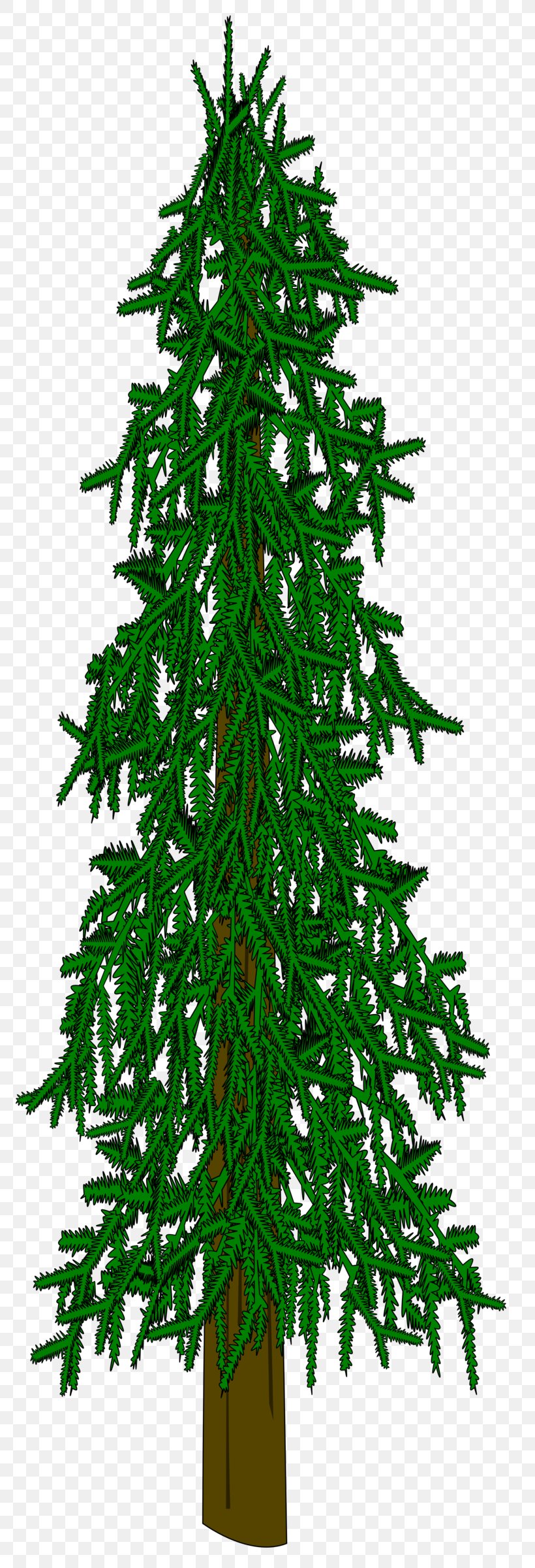 Evergreen Tree Conifers Fir Spruce, PNG, 800x2400px, Evergreen, Branch, Cedar, Christmas Decoration, Christmas Ornament Download Free