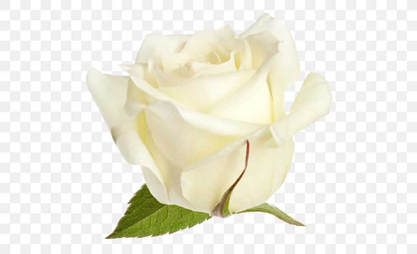 Garden Roses Cabbage Rose Floribunda, PNG, 500x500px, Garden Roses, Cabbage Rose, Cut Flowers, Floribunda, Flower Download Free