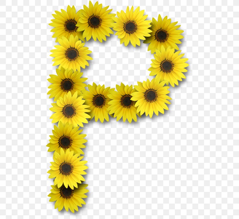 Letter Alphabet J, PNG, 508x753px, Letter, Alphabet, Common Sunflower, Daisy Family, Flower Download Free