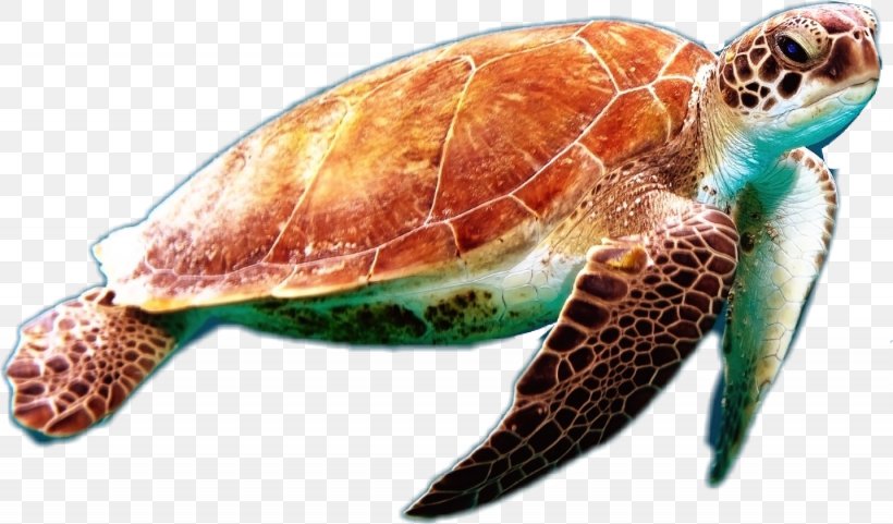 Loggerhead Sea Turtle Green Sea Turtle Sea Turtle Conservancy, PNG, 1435x842px, Turtle, Animal, Caretta, Green Sea Turtle, Hawksbill Sea Turtle Download Free
