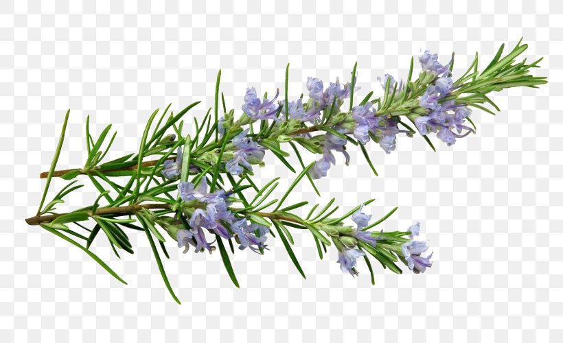 Rosemary English Lavender Essential Oil Mediterranean Cuisine Herb, PNG, 800x500px, Watercolor, Cartoon, Flower, Frame, Heart Download Free