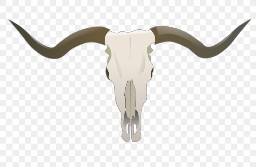 Texas Longhorn English Longhorn Skull Clip Art, PNG, 900x588px, Texas Longhorn, Bone, Bull, Cattle, Cattle Like Mammal Download Free