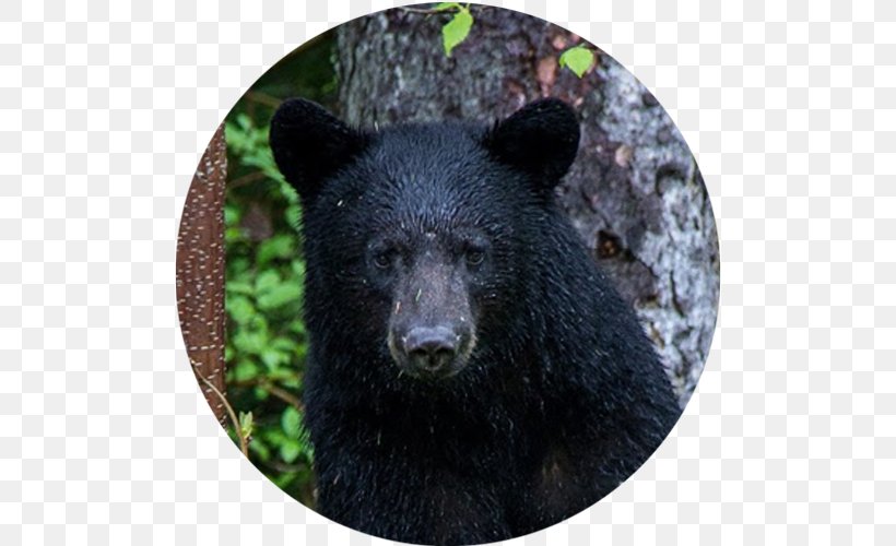 Grizzly Bear American Black Bear Brown Bear Lake, PNG, 500x500px, Grizzly Bear, American Black Bear, Animal, Bear, Brown Bear Download Free