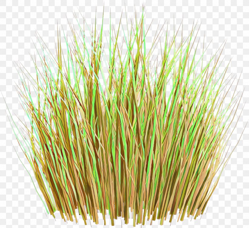 Wheat Cartoon, PNG, 2167x1983px, Vetiver, Aquarium Decor, Chrysopogon, Commodity, Grass Download Free