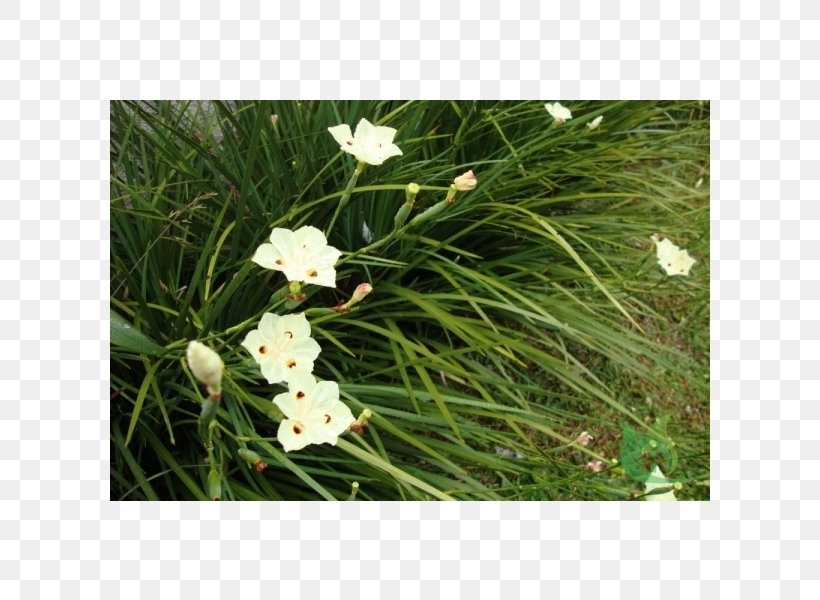 Dietes Iridioides Dietes Bicolor Moraea Plant Garden, PNG, 600x600px, Dietes Bicolor, Begonia, Dietes, Flower, Flowering Plant Download Free