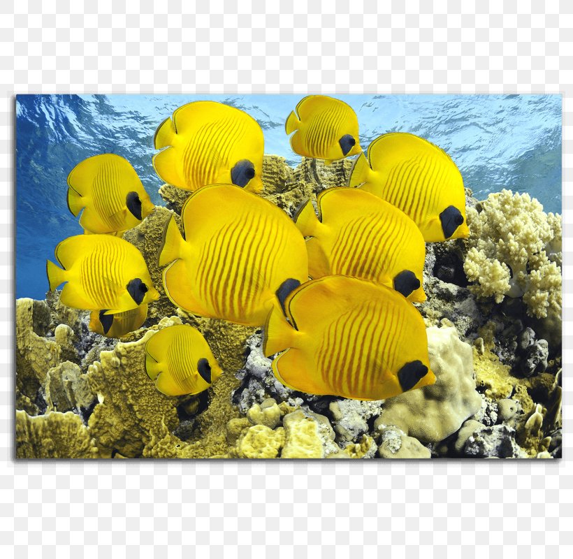 Fish Red Sea Aquarium Yellow Ocean, PNG, 800x800px, Fish, Aquarium, Butterflyfishes, Coral, Coral Reef Download Free