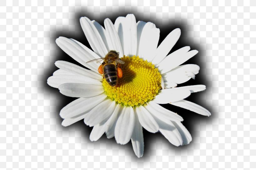 Honey Bee Oxeye Daisy Roman Chamomile Nectar Chrysanthemum, PNG, 623x546px, Watercolor, Cartoon, Flower, Frame, Heart Download Free