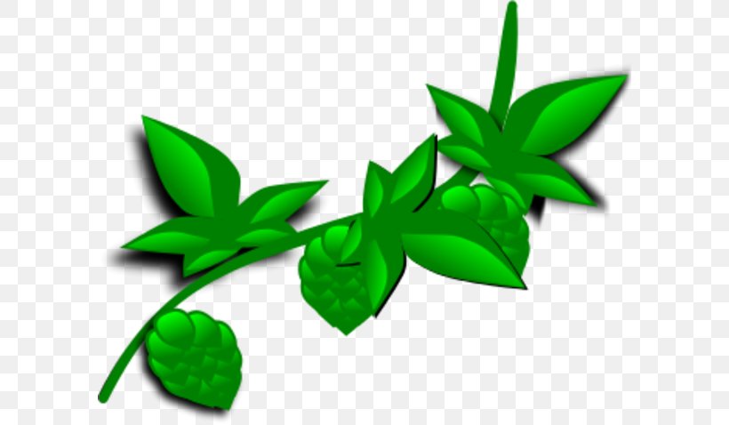 Plant Hops Clip Art, PNG, 600x478px, Plant, Flower, Green, Hops, Leaf Download Free