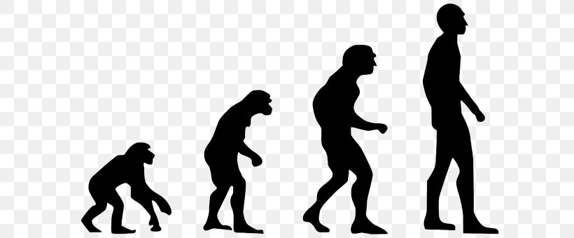 Primate Human Evolution Neanderthal, PNG, 816x340px, Primate, African Apes, Ape, Biology, Charles Darwin Download Free