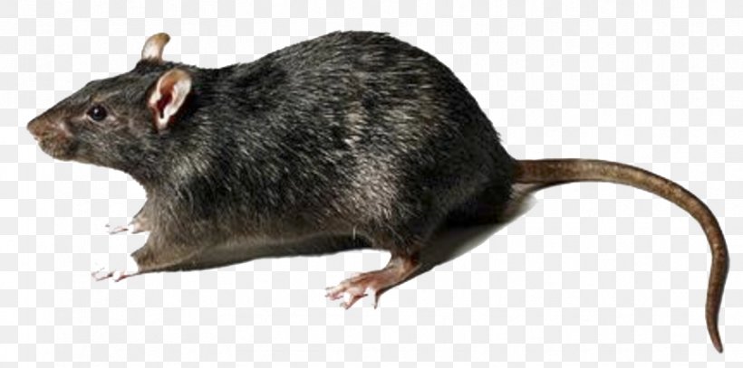 Brown Rat Black Rat Mouse Rodent Murids, PNG, 862x428px, Brea, California, Family, Fauna, Gerbil Download Free