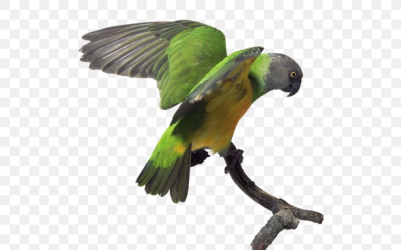 Budgerigar Senegal Parrot Bird Amazon Parrot, PNG, 544x512px, Budgerigar, Amazon Parrot, Beak, Bird, Common Pet Parakeet Download Free