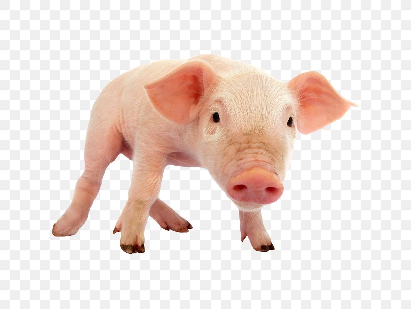Domestic Pig Piglet, PNG, 618x618px, Domestic Pig, Animal Figure, Bigstock, Livestock, Mammal Download Free