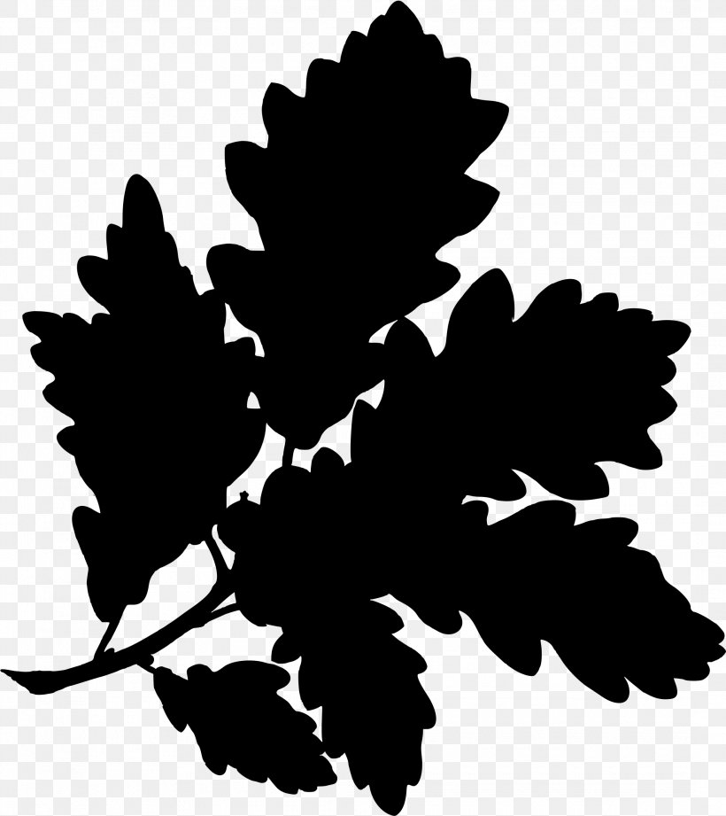 English Oak Water Oak Sessile Oak Gambel Oak Botanical Illustration, PNG, 2135x2400px, English Oak, Acorn, Black And White, Botanical Illustration, Botany Download Free