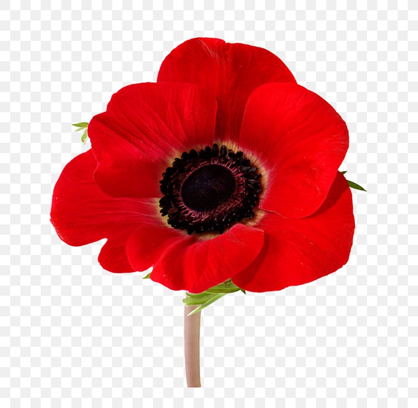 In Flanders Fields Remembrance Poppy Armistice Day Lest We Forget, PNG, 780x800px, In Flanders Fields, Anemone, Anzac Day, Armistice Day, Common Poppy Download Free