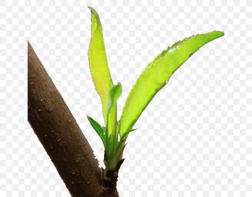 Leaf Peach Tree, PNG, 640x640px, Leaf, Ameixeira, Branch, Designer, Flowerpot Download Free