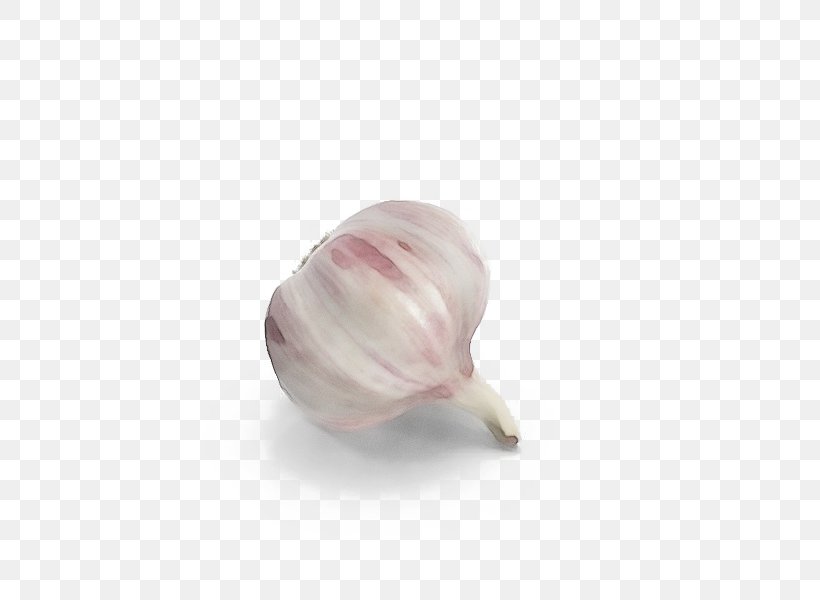 Pink Vegetable Plant Shallot Garlic, PNG, 600x600px, Watercolor, Allium, Food, Garlic, Onion Download Free