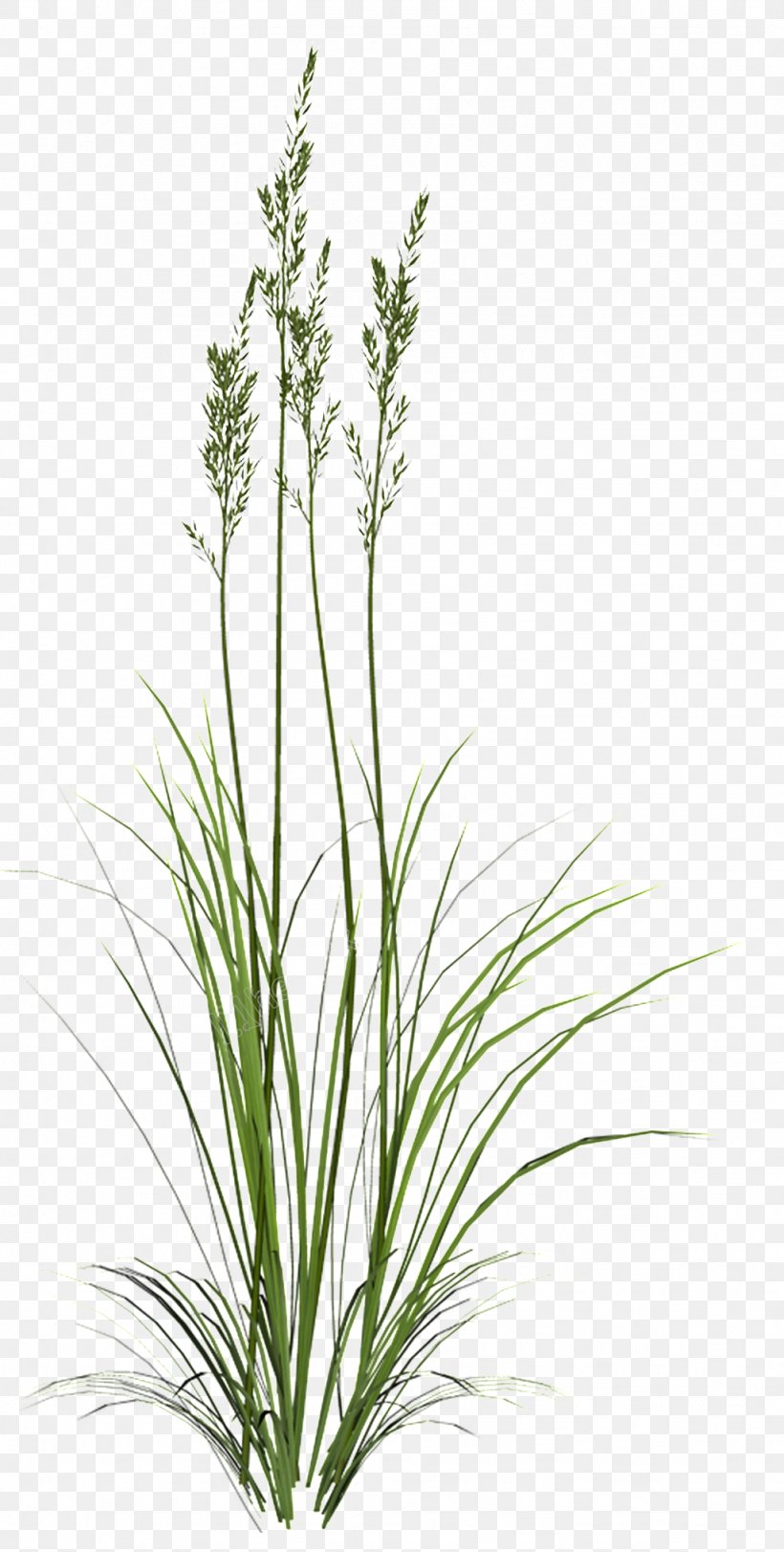 Herbaceous Plant Plants Image 3D Computer Graphics, PNG, 1024x2028px, 3d Computer Graphics, Herbaceous Plant, Arrowgrass, Botany, Computer Graphics Download Free