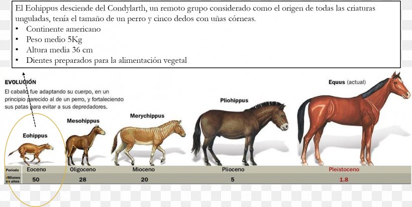 American Quarter Horse Yakutian Horse Evolution Evolución De Los équidos Hyracotherium, PNG, 1774x893px, American Quarter Horse, Animal, Animal Figure, Area, Bridle Download Free