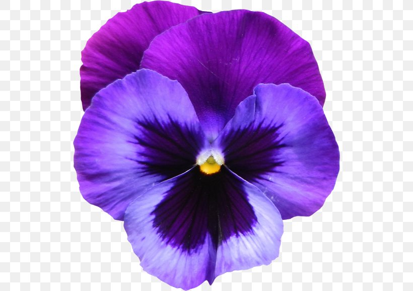 Pansy Violet Clip Art, PNG, 530x577px, Pansy, Color, Common Blue Violet, Flower, Flowering Plant Download Free