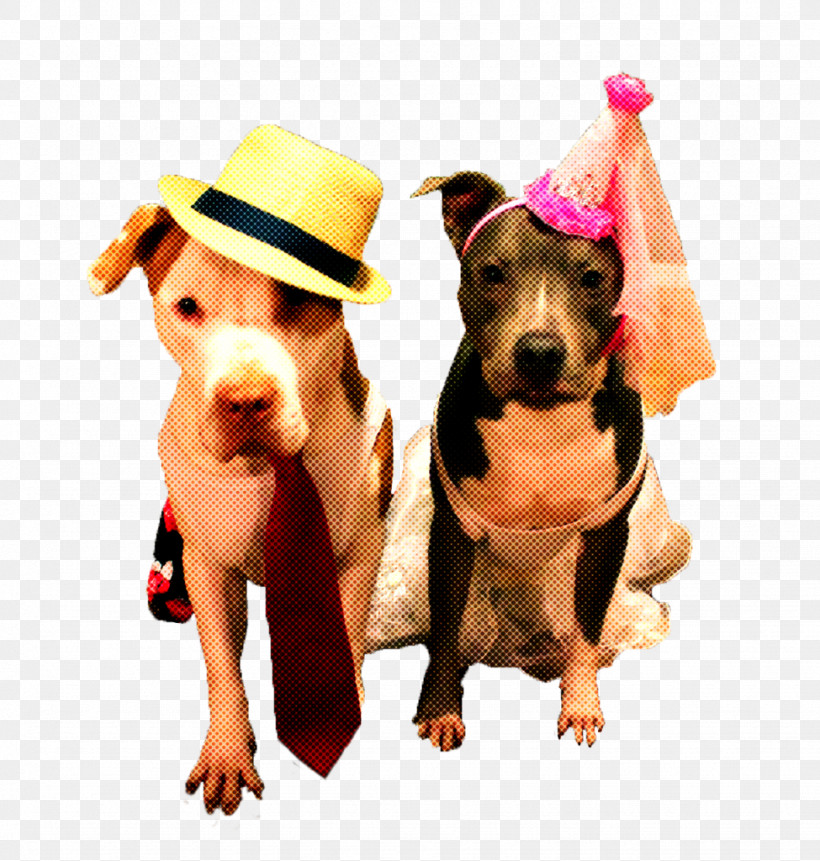 Party Hat, PNG, 975x1024px, Dog, American Pit Bull Terrier, American Staffordshire Terrier, Companion Dog, Fawn Download Free