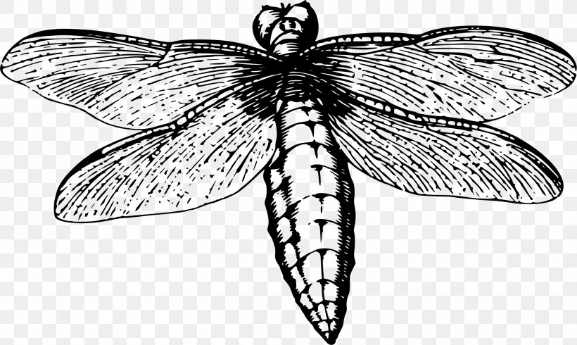 Dragonfly Insect Butterfly Line Art, PNG, 2400x1437px, Dragonfly, Animal, Arthropod, Artwork, Black And White Download Free