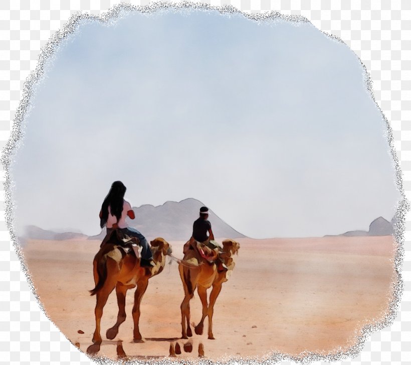 Dromedary Mustang Tourism Vacation Ecoregion, PNG, 997x884px, Dromedary, Arabian Camel, Camel, Camelid, Caravan Download Free