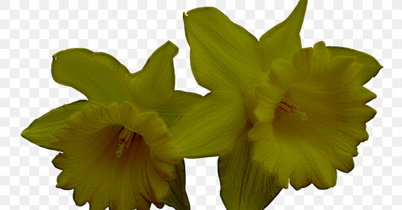 Flower Plant Yellow Petal Wood Sorrel Family, PNG, 1200x630px, Flower, Cattleya, Petal, Plant, Wood Sorrel Family Download Free