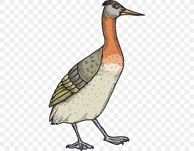 Bird Duck Mallard Clip Art, PNG, 407x640px, Bird, Anniversary, Art, Beak, Canvas Download Free