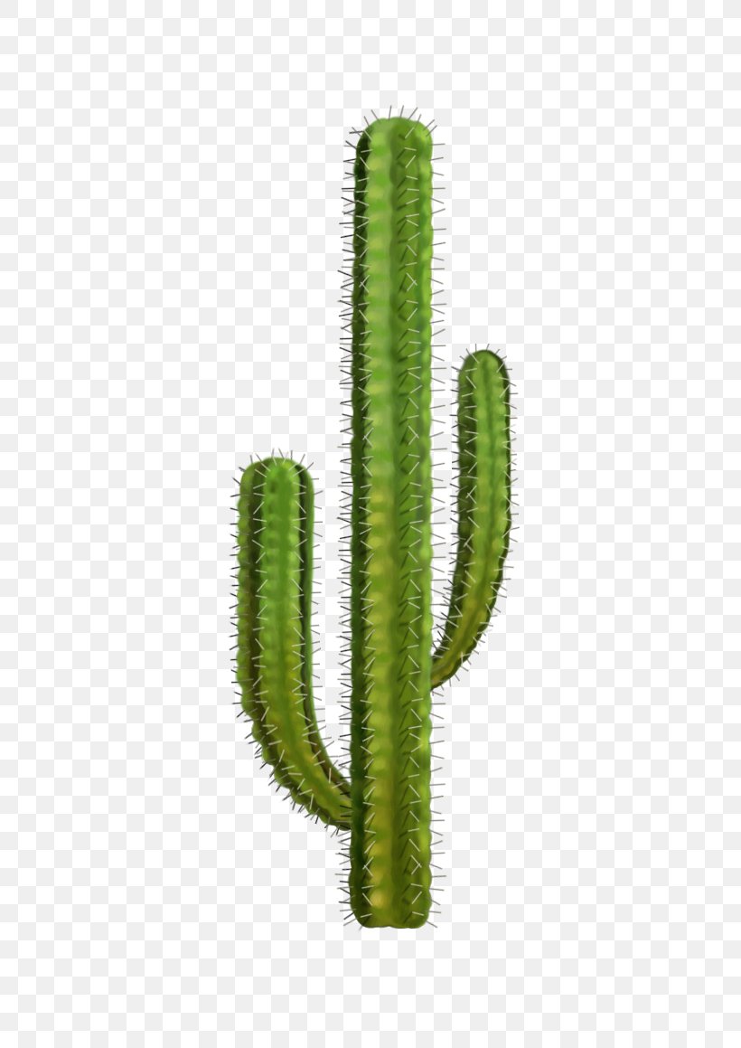 Cactaceae Clip Art, PNG, 623x1159px, Cactaceae, Acanthocereus Tetragonus, Barrel Cactus, Cactus, Caryophyllales Download Free