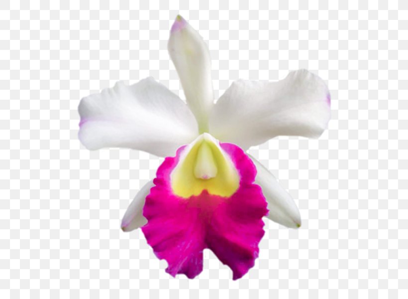 Christmas Orchid Crimson Cattleya Moth Orchids Laelia, PNG, 554x600px, Christmas Orchid, Cattleya, Cattleya Labiata, Cattleya Orchids, Cattleya Percivaliana Download Free