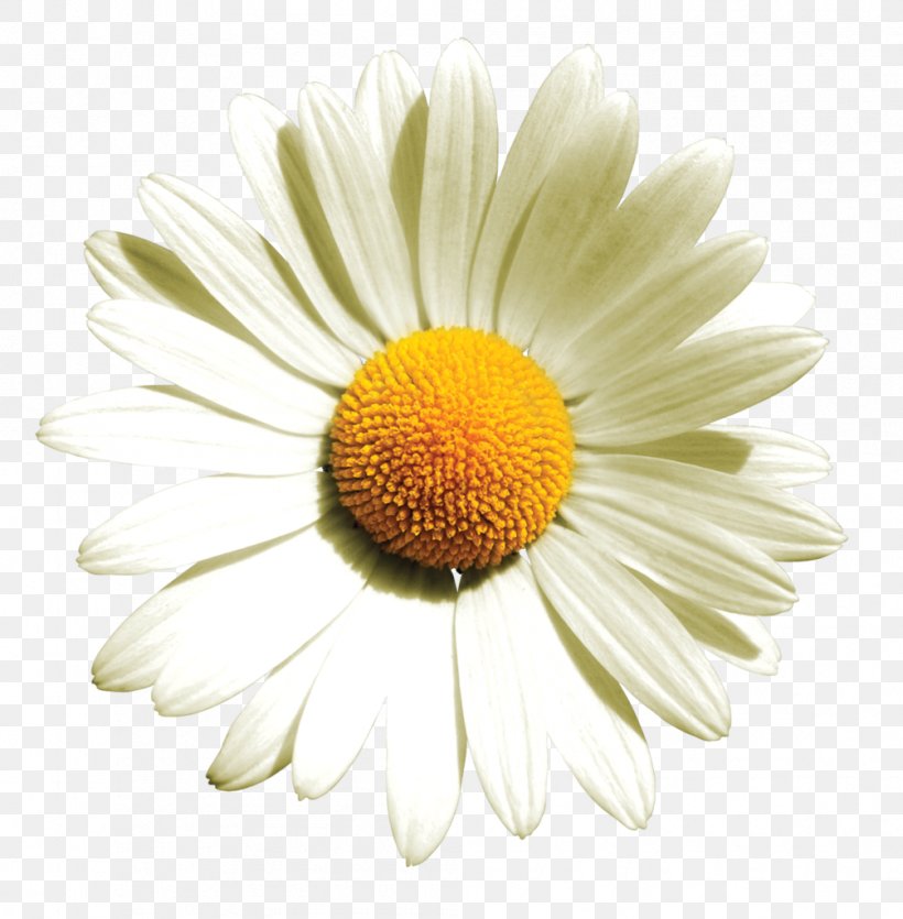 German Chamomile Flower Oxeye Daisy Roman Chamomile, PNG, 1005x1024px, Chamomile, Aster, Chamaemelum, Chamaemelum Nobile, Chrysanthemum Download Free