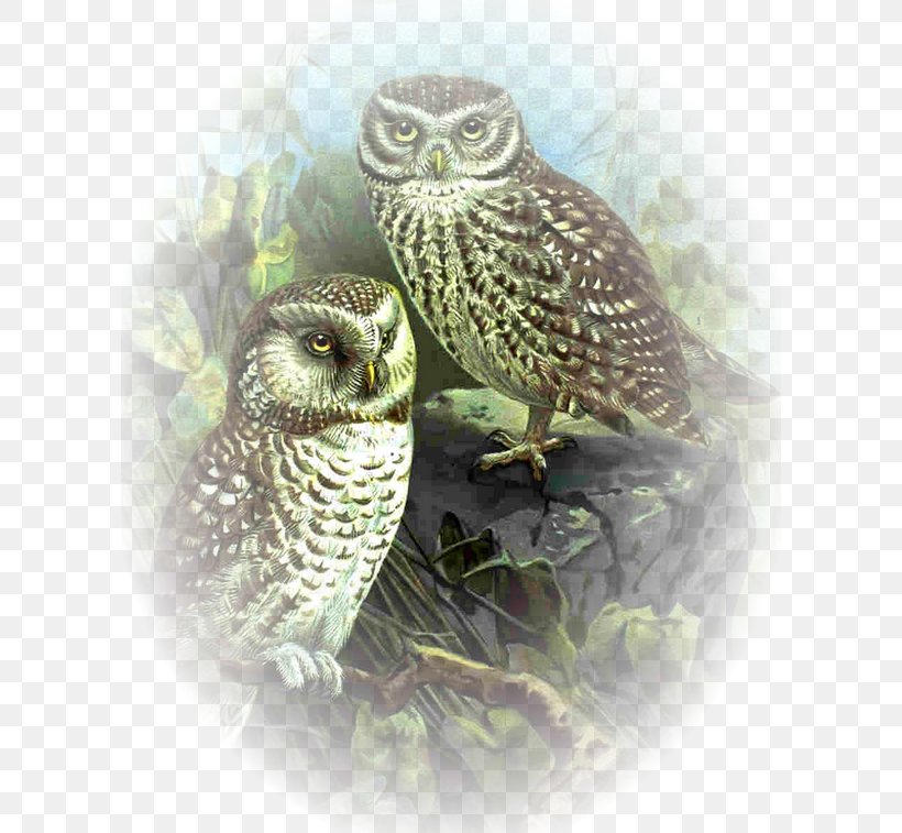 Great Grey Owl Clip Art, PNG, 600x757px, Great Grey Owl, Beak, Bird, Bird Of Prey, Com Download Free