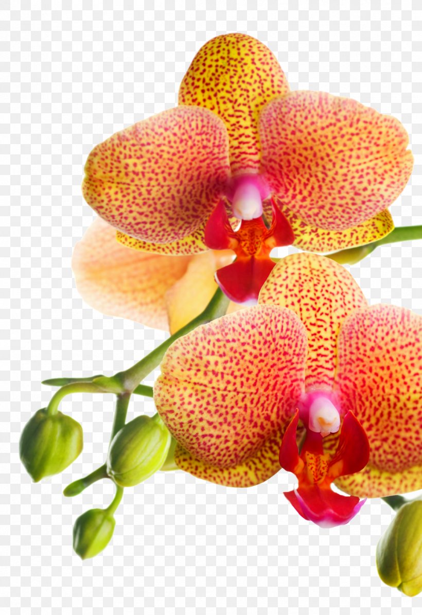 Orchids Artificial Flower Stock Photography, PNG, 1097x1600px, Orchids, Artificial Flower, Bud, Can Stock Photo, Drawing Download Free