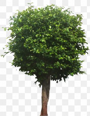 Arboles - Tree Clip Art PNG