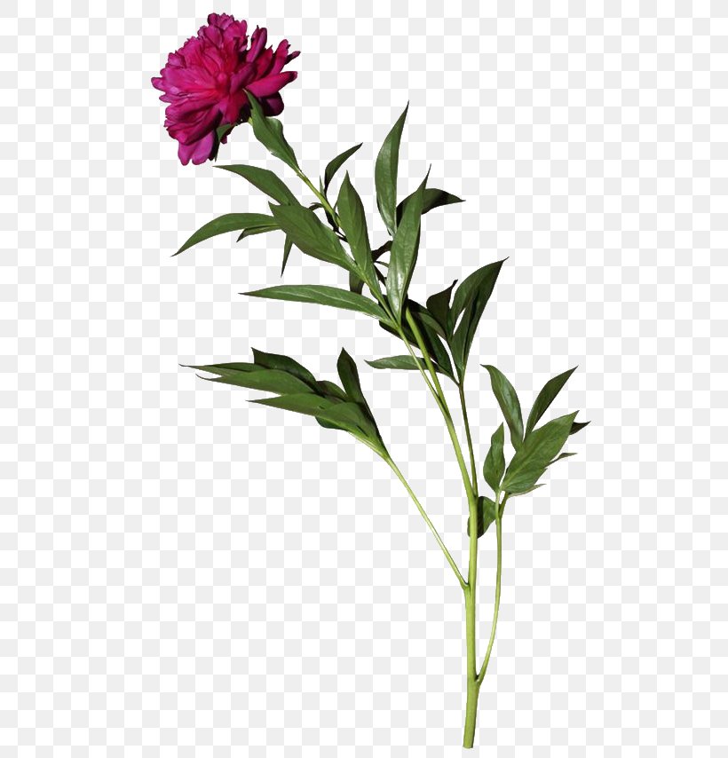 Cut Flowers Peony Flowerpot Plant Stem, PNG, 538x854px, Cut Flowers, Art, Chinese Peony, Deviantart, Flora Download Free